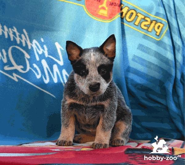 Pui de câine de cireadă australian
