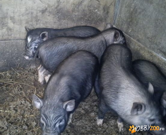 Porci vietnamez colesterol scazut