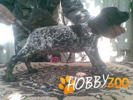 BRAC GERMAN JAGD TERRIER