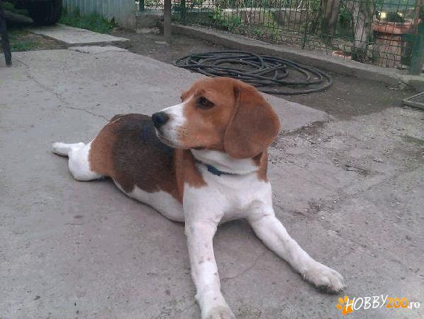 Ofer pentru monta mascul Beagle