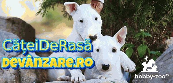 Vindem catei Bullterrier