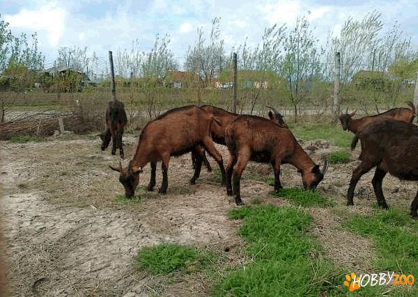 capre de rasa de ferma 