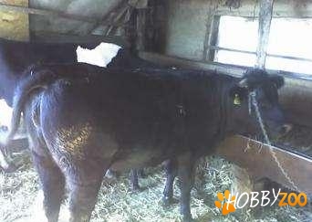 junica bruna de maramures