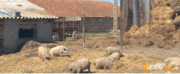 Porci mangalita scroafite purcei 