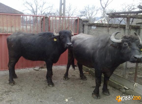  Vand bivolite gestante