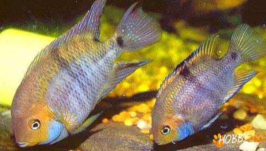 Cichlasoma Sajica pereche