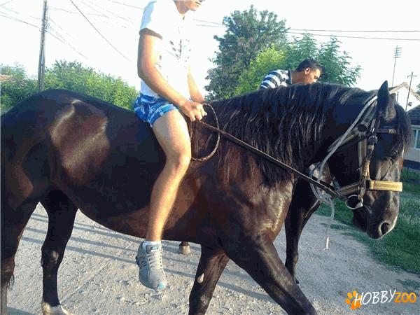 Iepe lipitan din Carpinis