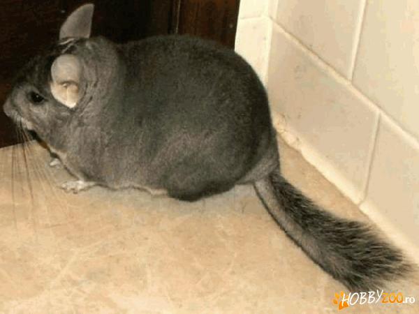 Vand chinchilla mascul 9 luni