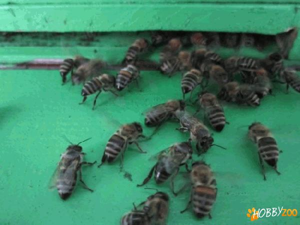 Familie Albine Buftea