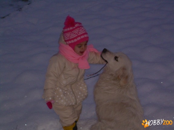 Golden retriever spre adoptie
