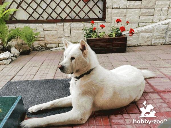 Căutăm femelă pentru Max -Akita Inu
