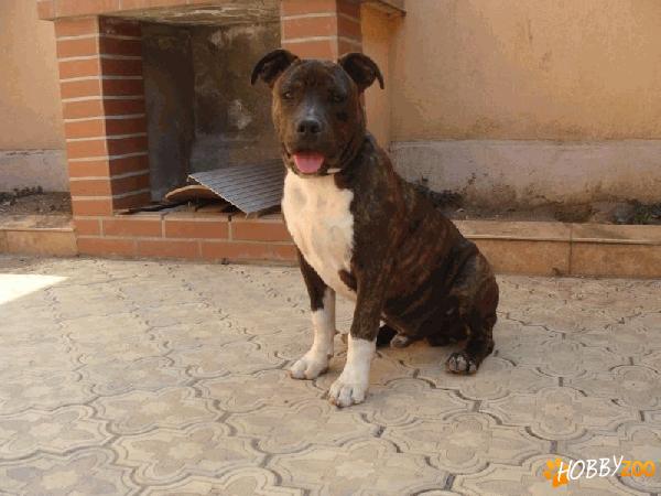 Vand pui de amstaff din parinti mul