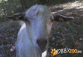 tap rasa carpatin fara coarne