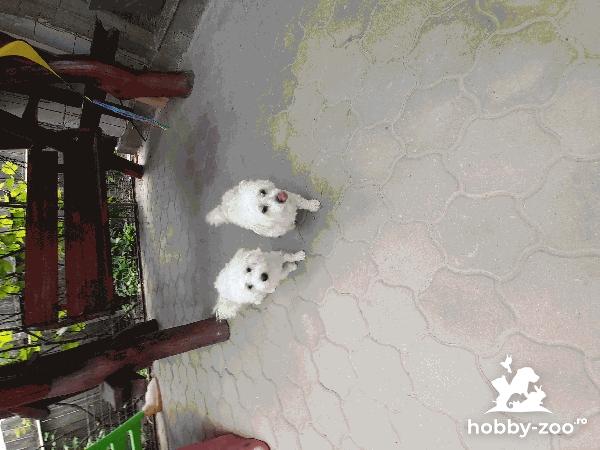 Bichon maltese mini toy 