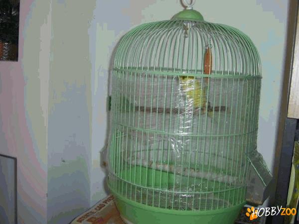 Perus si colivie circulara 
