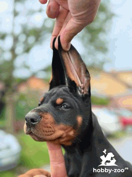 Doberman – Pui Frumoși