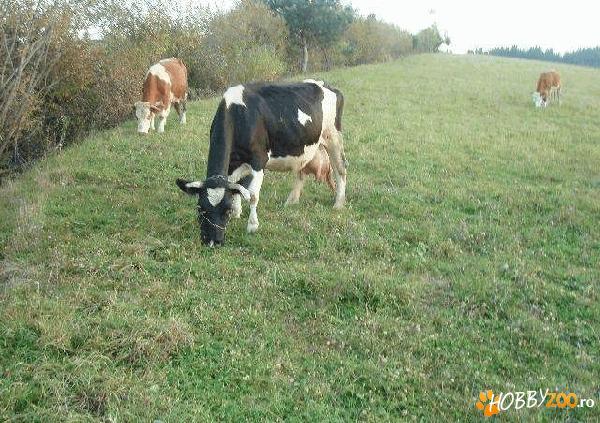 vaca holstein merita vazuta