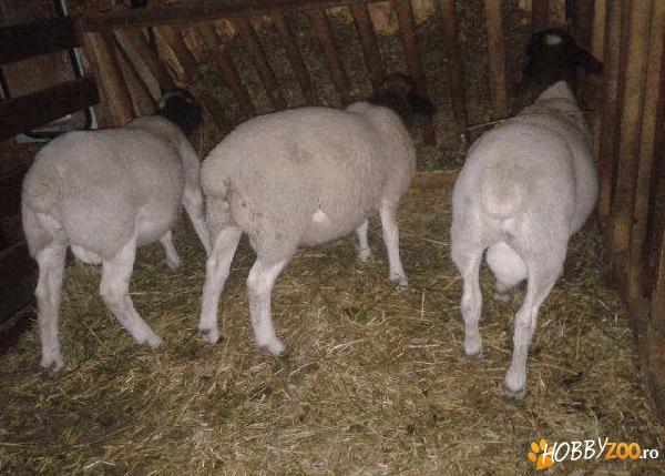 Oi Dorper mielute si berbecuti