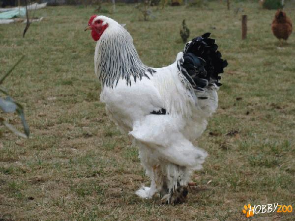 Gaini Brahma Herminat Deschis