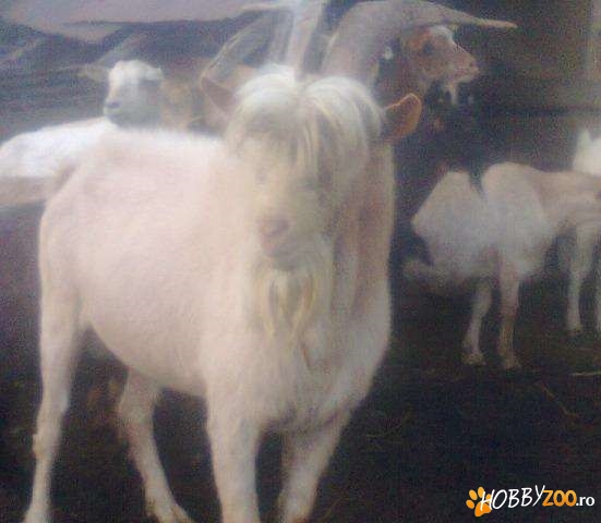 de vanzare tap sana adult