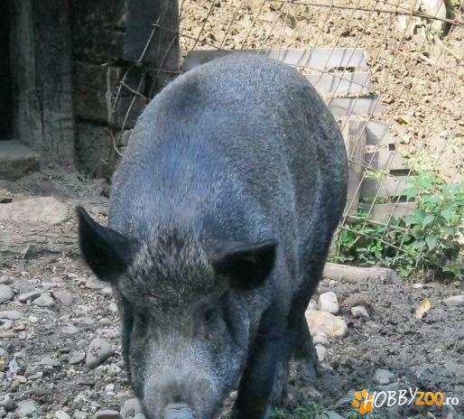 Mistreti cu acte in regula