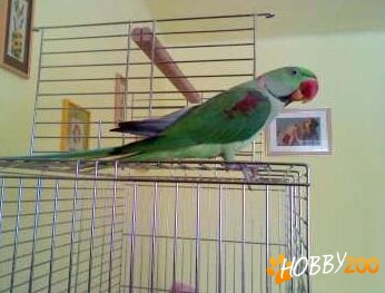 mascul marele alexander