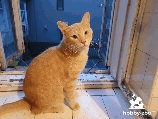 Motanel roscat cauta urgent stapan!