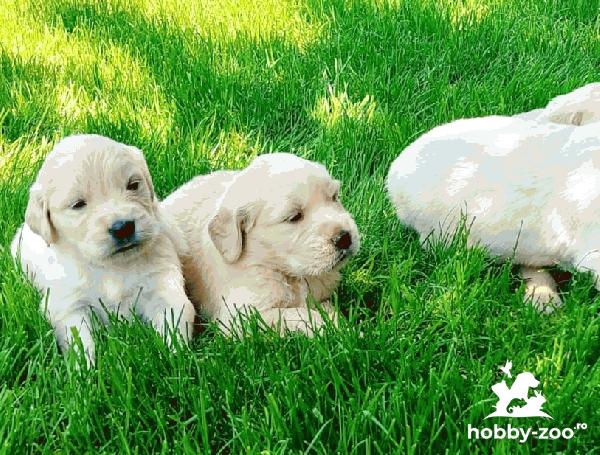 Golden Retriever pui de calitate!!