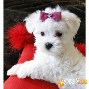 bichon maltese 600 ron