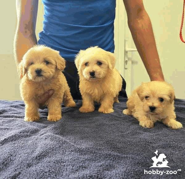 Căței Maltipoo frumoși
