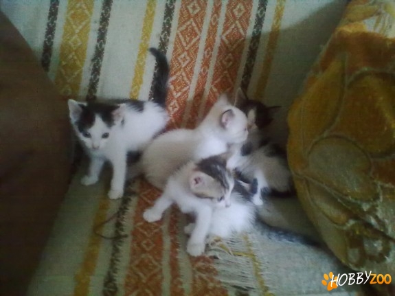 pisicuti mici dragalasi 
