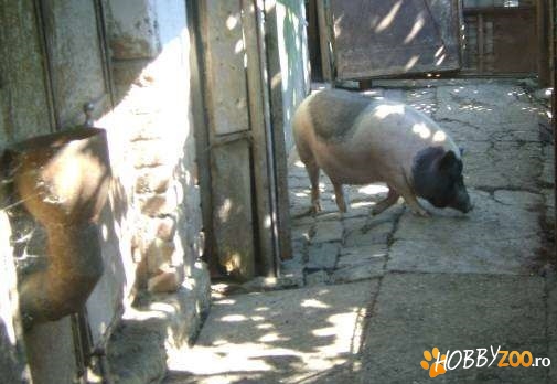  vand scrofita vietnamez