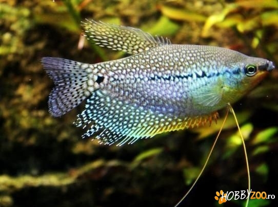 pui de leri pearl gourami