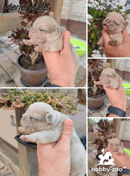 Bulldog francez exotic cățeluși