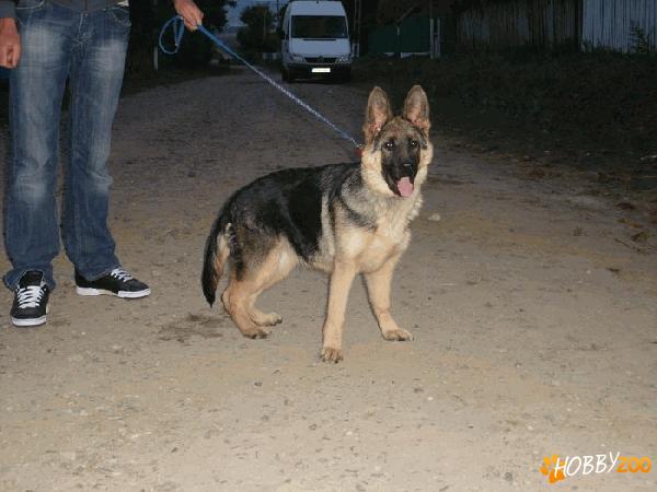 canisa De Emionyx
