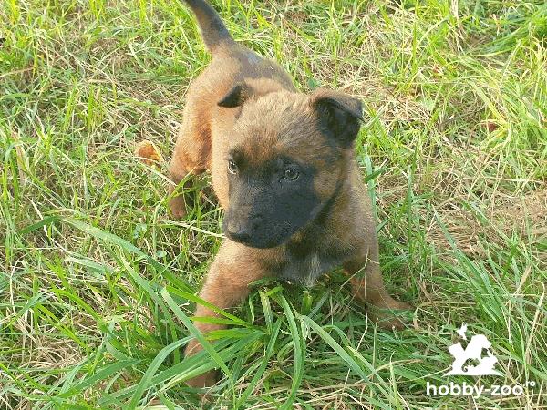 Pui ciobanesc beligani malinois