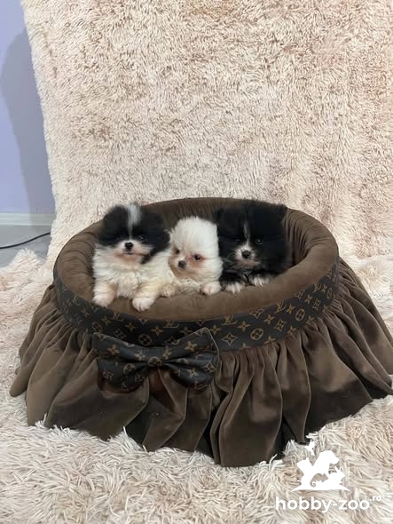 Pomeranian, căței de calitate superioară