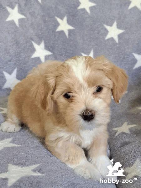Havanese Bichon cățeluși