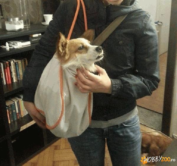 Ol'boy - gasit 20.11 drumul taberei