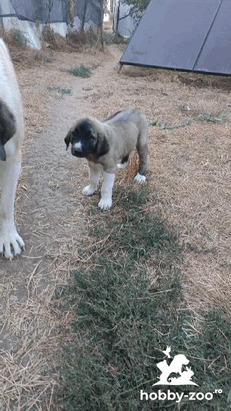 Vand pui ciobanesc Asia Centrala 