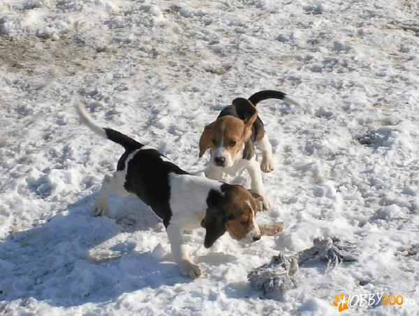 Vand pui beagle superbi