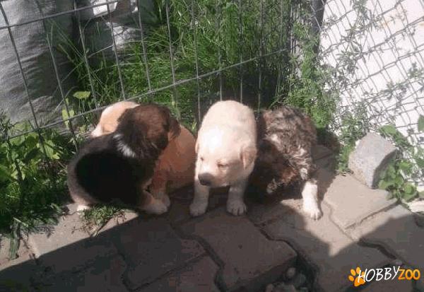 adoptie catelusi mici