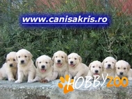 Catei Golden si Labrador 
