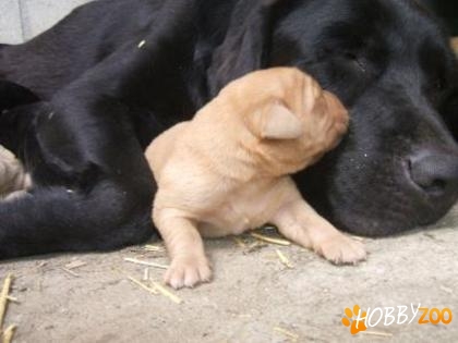 LABRADOR Retriever pui de vanzare