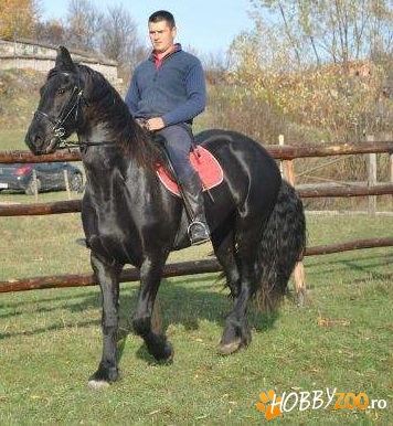 vand Cal friesian         