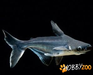 Pangasius hypophthalmus