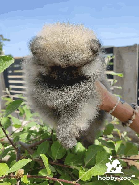 Pomeranian Spitz catelus