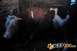 vand tauras negociabil