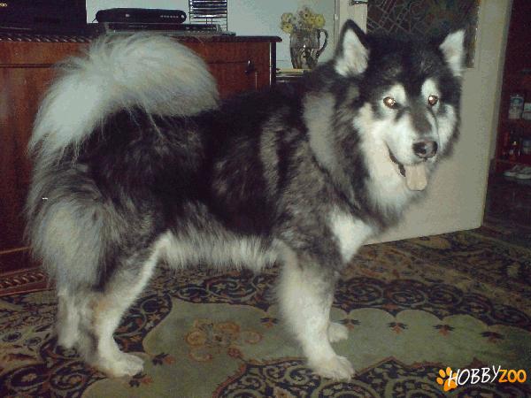 Monta, Alaskan Malamute talie mare