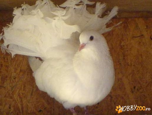 Porumbei curcani albi complet 